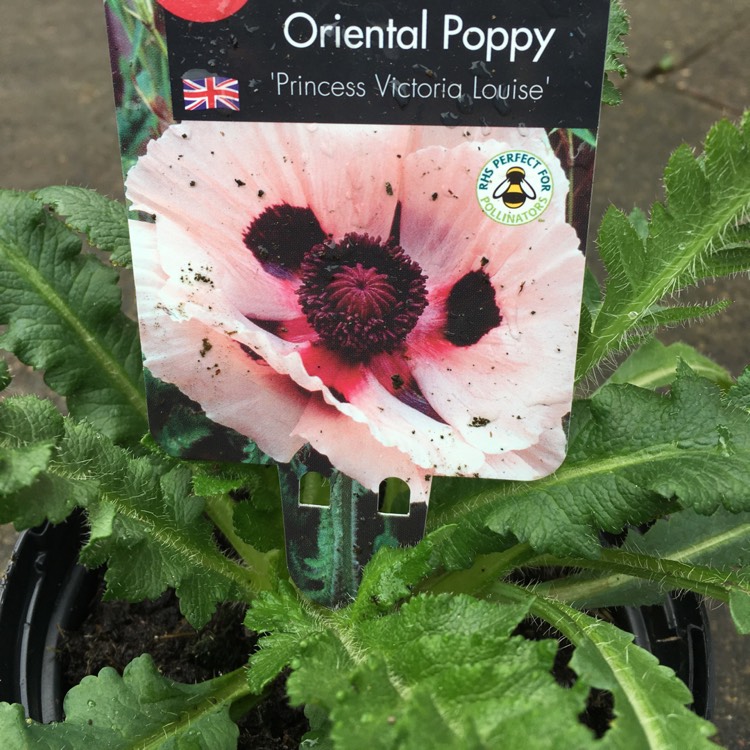 Plant image Papaver orientale 'Carneum'