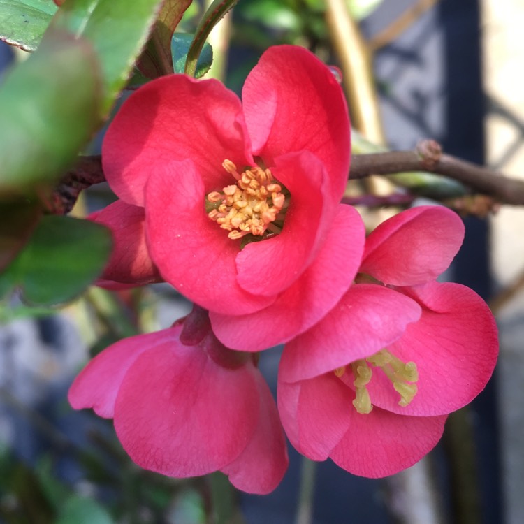 Plant image Chaenomeles speciosa 'Nivalis'