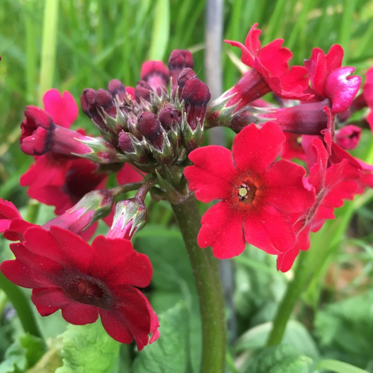 Plant image Primula japonica 'Miller's Crimson'