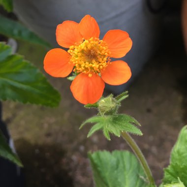 Geum coccineum 'Koi'