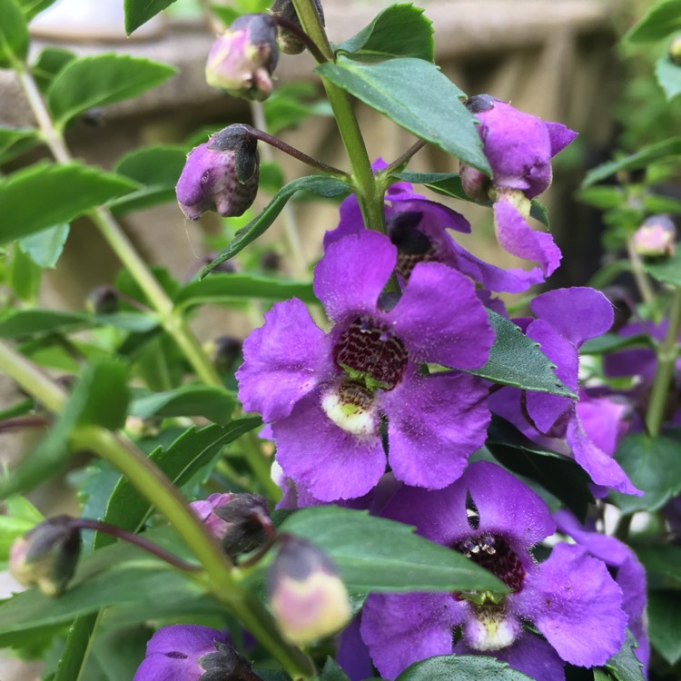 Plant image Angelonia Angustifolia