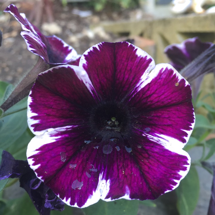 Plant image Petunia 'Sweetunia Miss Marvellous'