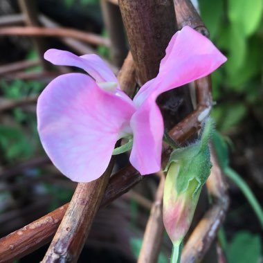 Lathyrus odoratus