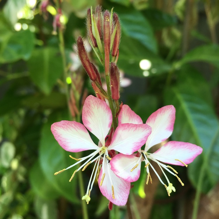 Plant image Oenothera lindheimeri 'Harrosy' syn. Oenothera lindheimeri 'RosyJane', Gaura lindheimeri 'RosyJane'