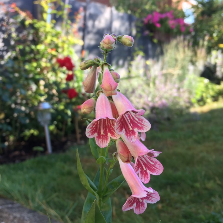 Plant image Penstemon 'Hidcote Pink'