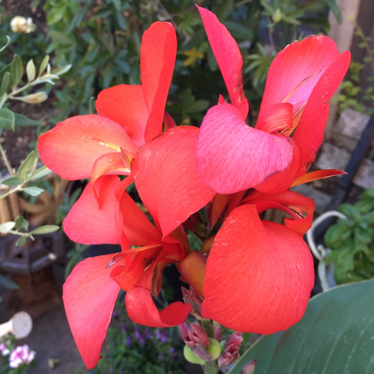 Plant image Canna 'Cannova Red Shades' (Cannova Series)