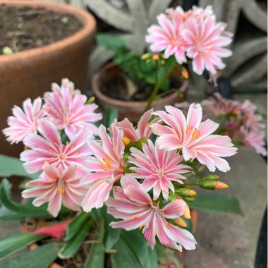 Lewisia cotyledon 'Elise Mixed' (Mix)