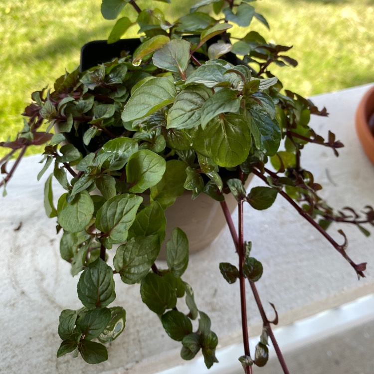 Plant image Mentha x piperita 'Black Peppermint'