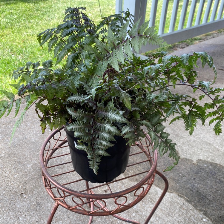 Plant image Athyrium niponicum 'Red beauty'