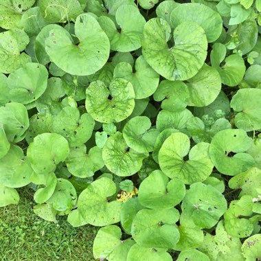 Winter Heliotrope