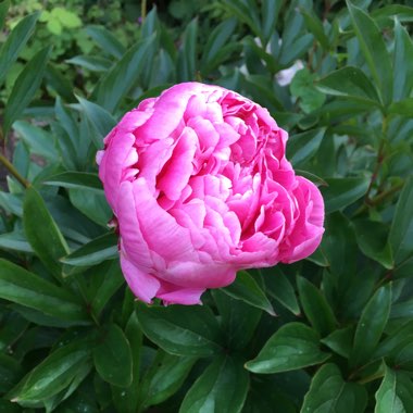 Peony