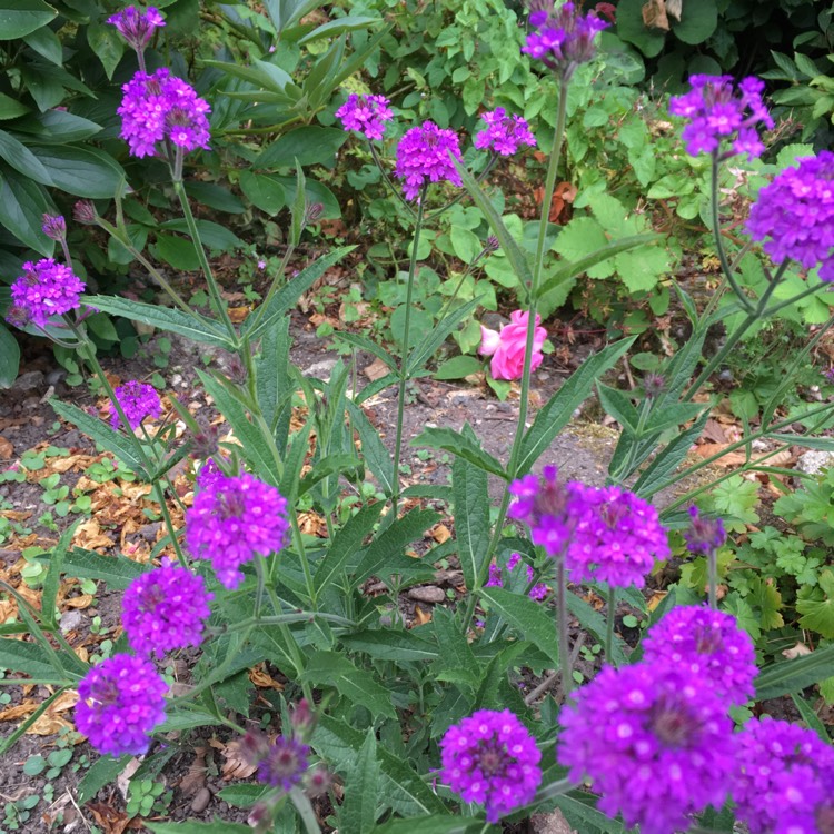 Plant image Verbena rigida syn. Verbena venosa