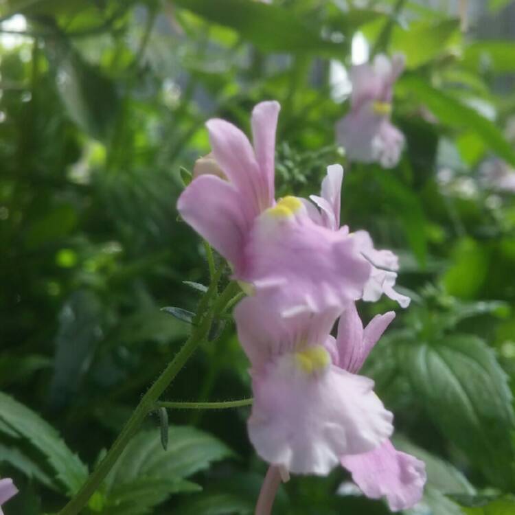 Plant image Nemesia denticulata 'Confetti'