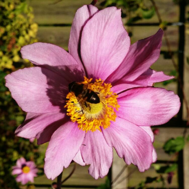 Plant image Anemone Hupehensis var. japonica 'Fantasy Cinderella'