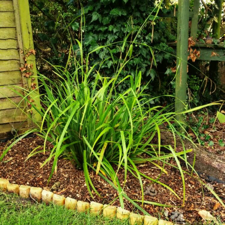 Plant image Carex Pendula