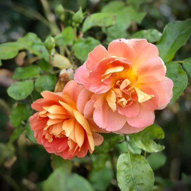 Rose (Shrub)