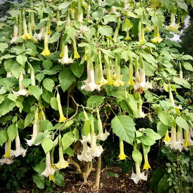 Angel's Trumpet