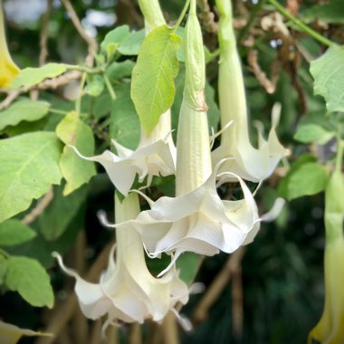 Angel's Trumpet