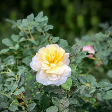 Rose (Shrub)