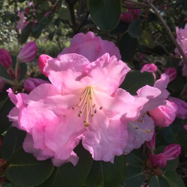 Rhododendron