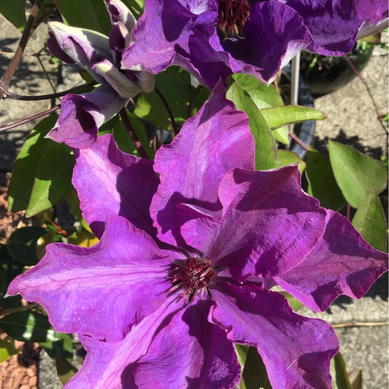 Clematis 'Wesselton'