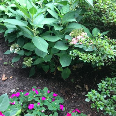 Hydrangea macrophylla 'Normalis'