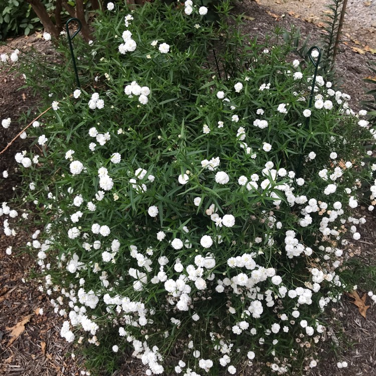 Plant image Achillea ptarmica