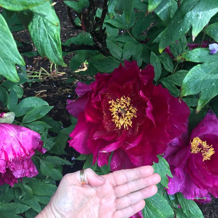 Plant image Paeonia 'Chinese Dragon'