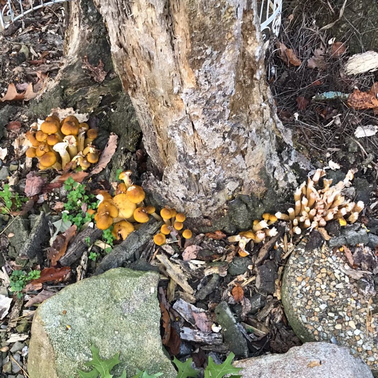 Plant image Agaricus campestris