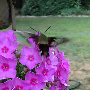 Phlox paniculata