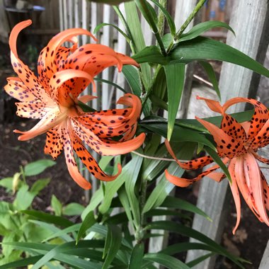 Lilium lancifolium 'Flore Pleno' syn. Lilium tigrinum 'Flore Pleno'