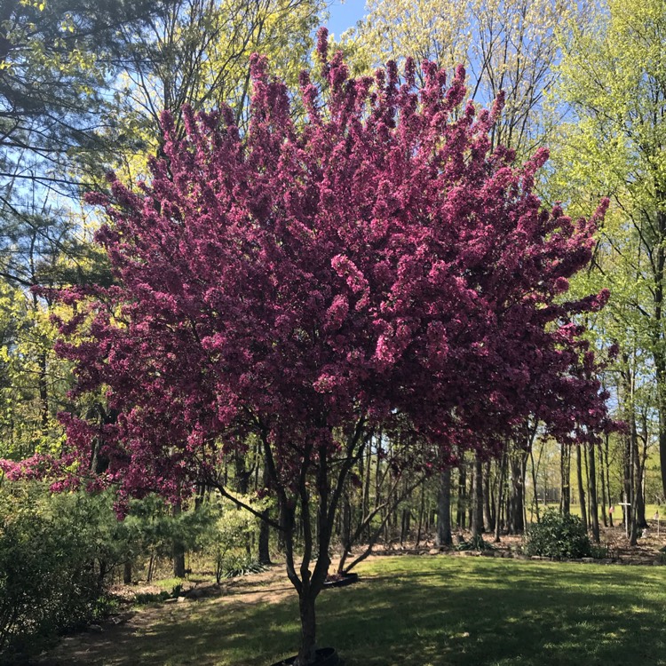 Plant image Malus 'Prairifire' syn. Malus 'Prairiefire', Malus 'Prairie Fire'