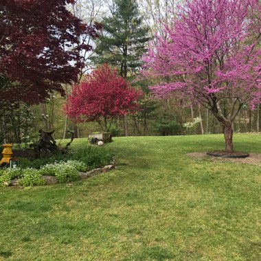 Cercis Canadensis