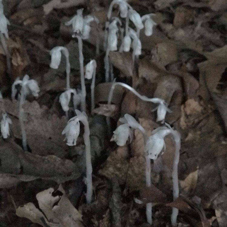 Plant image Monotropa uniflora