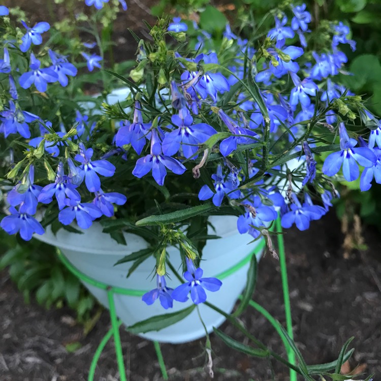 Plant image Scaevola aemula