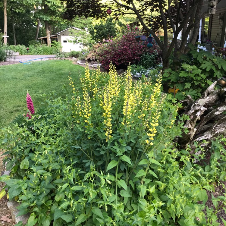 Plant image Baptisia 'Carolina Moonlight'