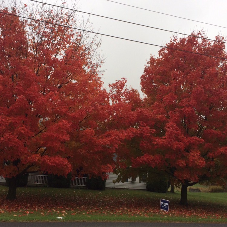 Plant image Acer saccharum syn. Acer palmifolium, Acer saccharophorum