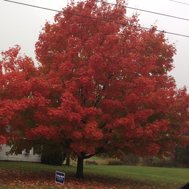 Plant image Acer saccharum syn. Acer palmifolium, Acer saccharophorum