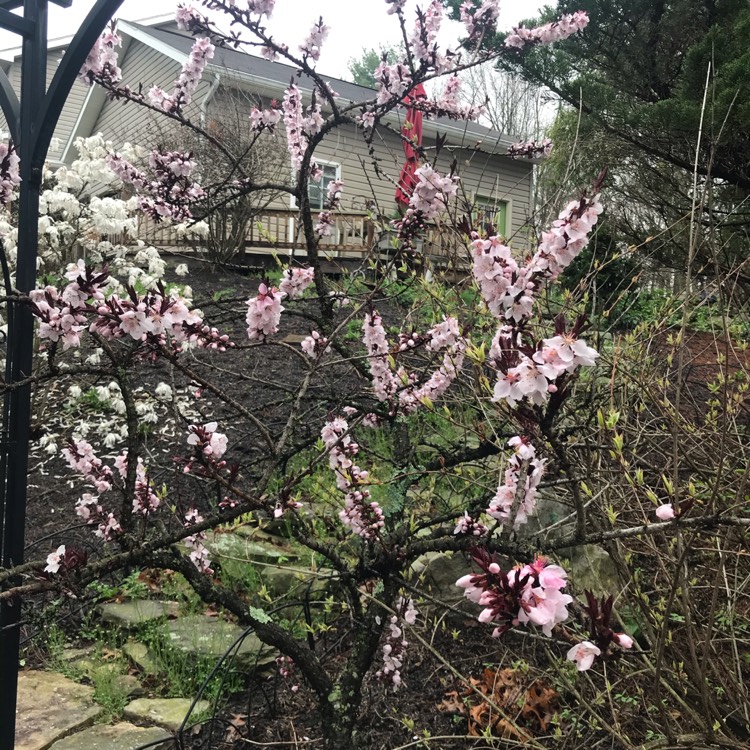 Plant image Prunus persica 'Bonfire'