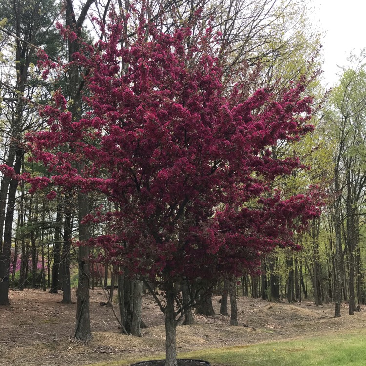 Plant image Malus 'Prairifire' syn. Malus 'Prairiefire', Malus 'Prairie Fire'