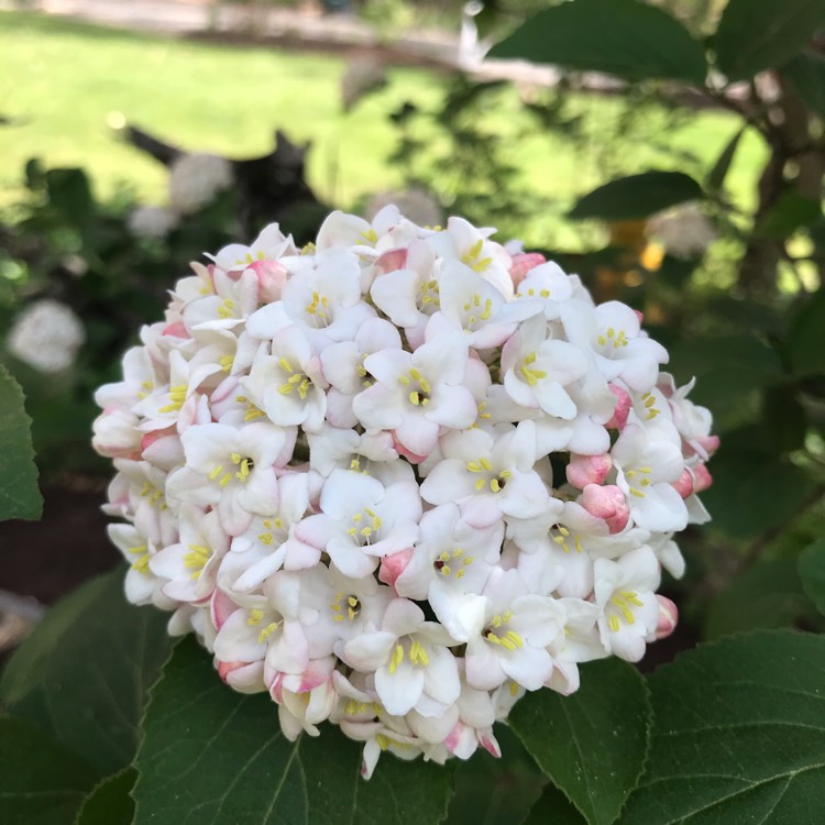 Plant image Viburnum x burkwoodii