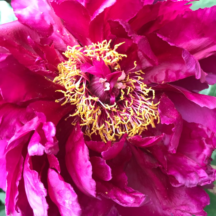 Plant image Paeonia 'Chinese Dragon'