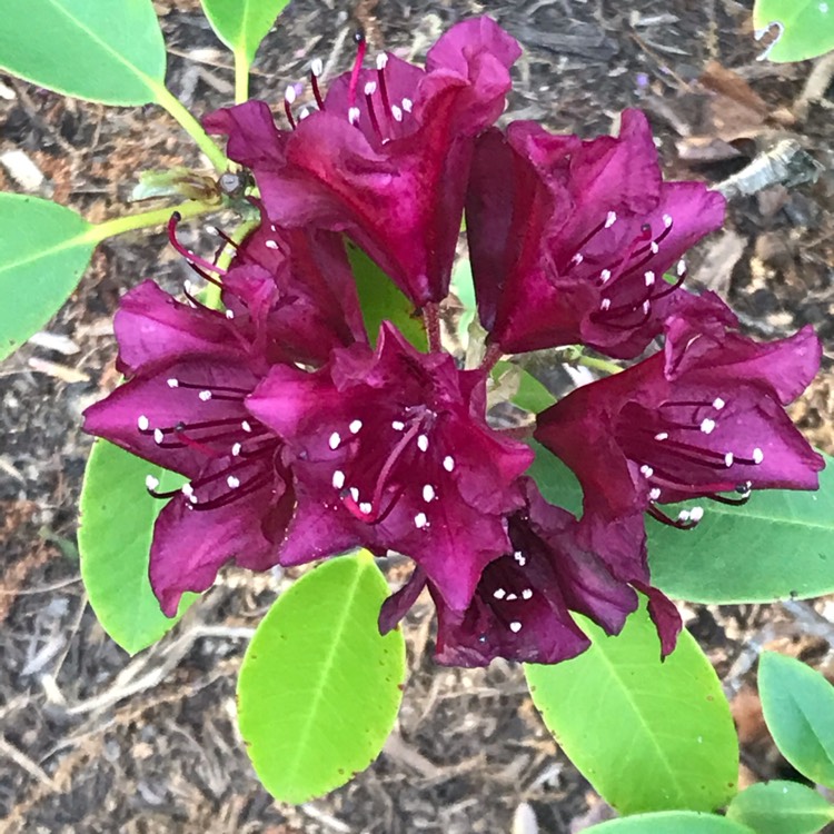 Plant image Rhododendron campylogynum