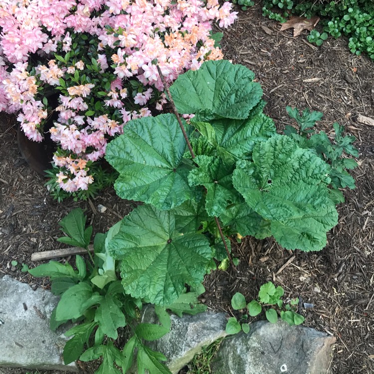 Plant image Malva Sylvestris 'Magic Hollyhock'