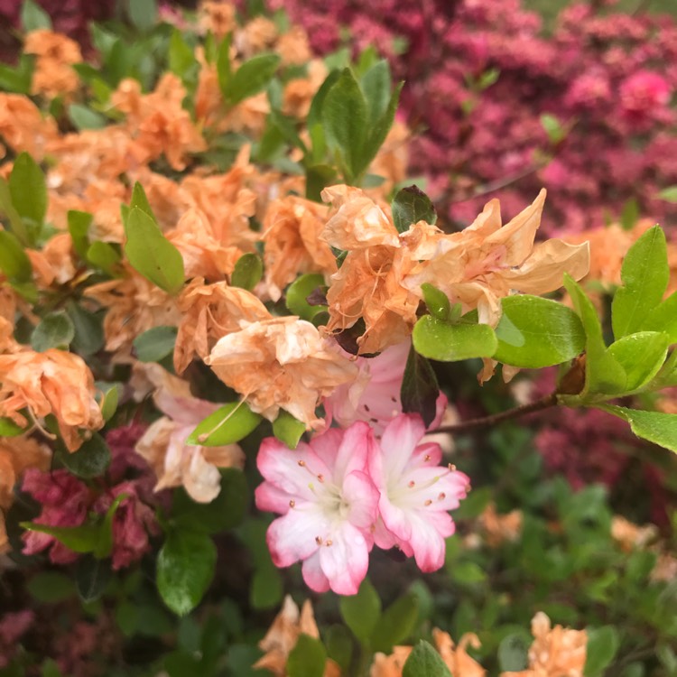 Plant image Rhododendron simsii