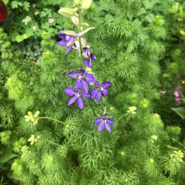 Plant image Delphinium 'Ariel'