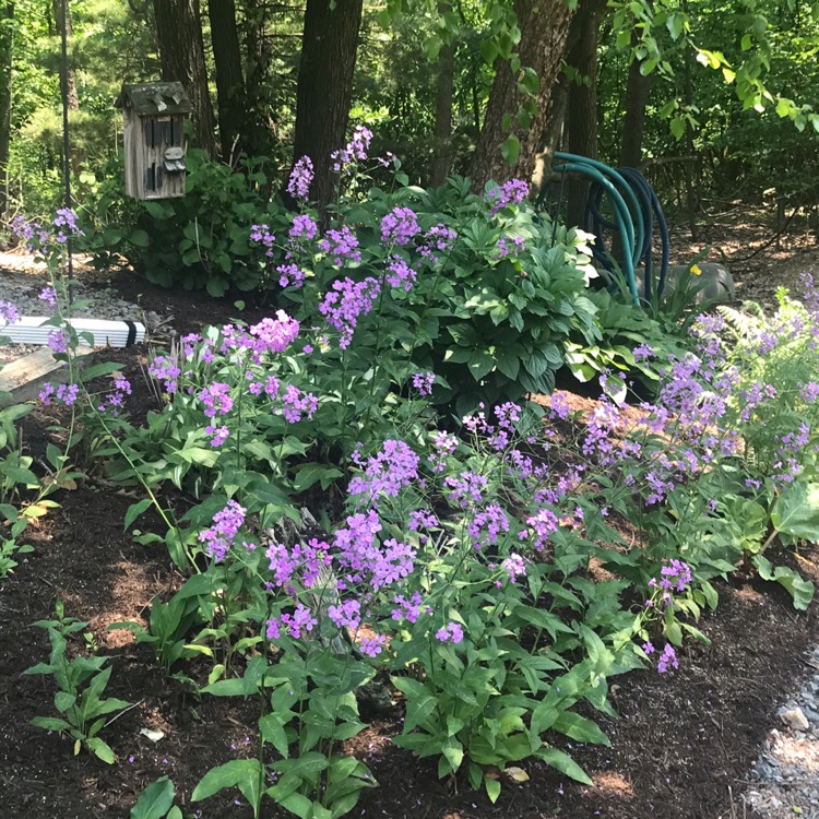 Plant image Hesperis matronalis