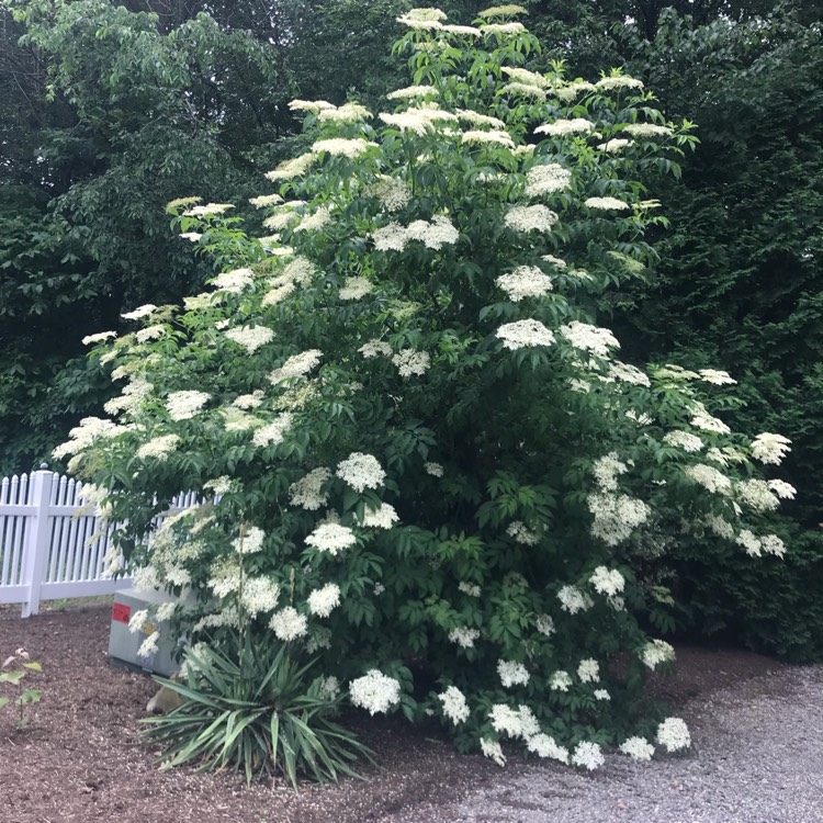 Plant image Sambucus nigra subsp. canadensis.