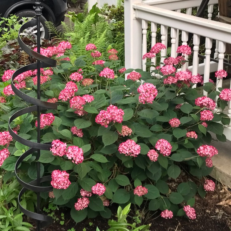 Plant image Hydrangea arborescens 'Invincibelle Spirit'