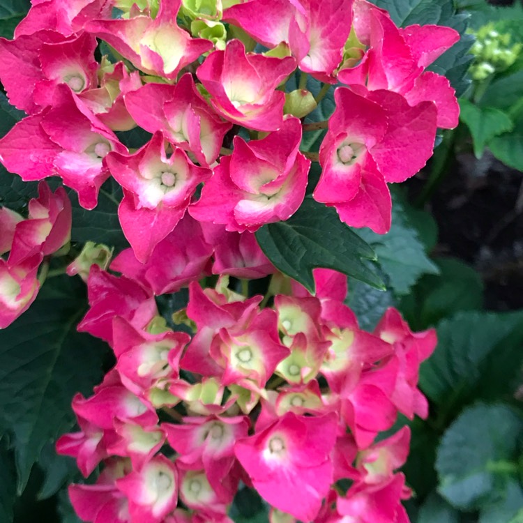 Plant image Hydrangea macrophylla 'Duro'